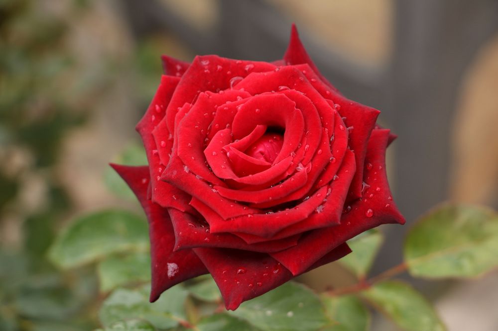 Photograph by Cengiz Yalcin