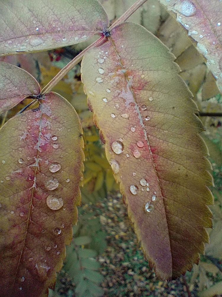 Photograph by Юлия Локалова