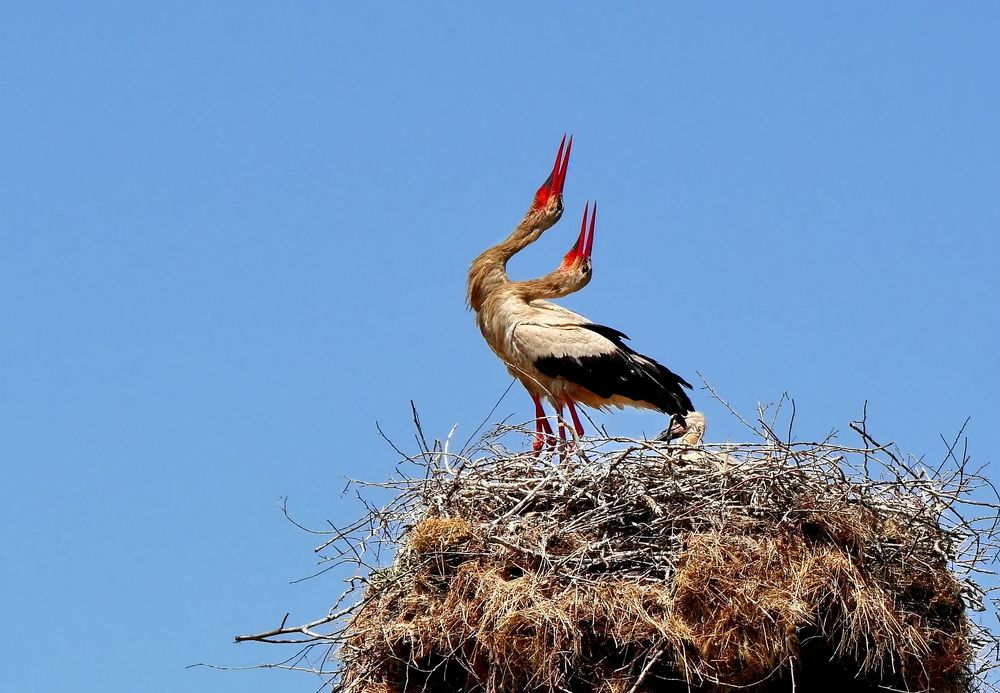 The storks .