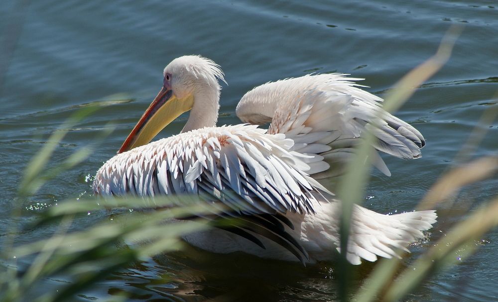 The pelican .