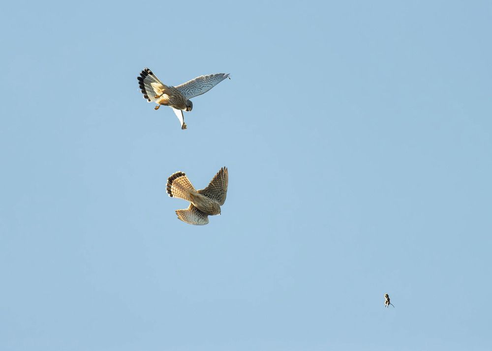 Пустельги: Охота на мышь