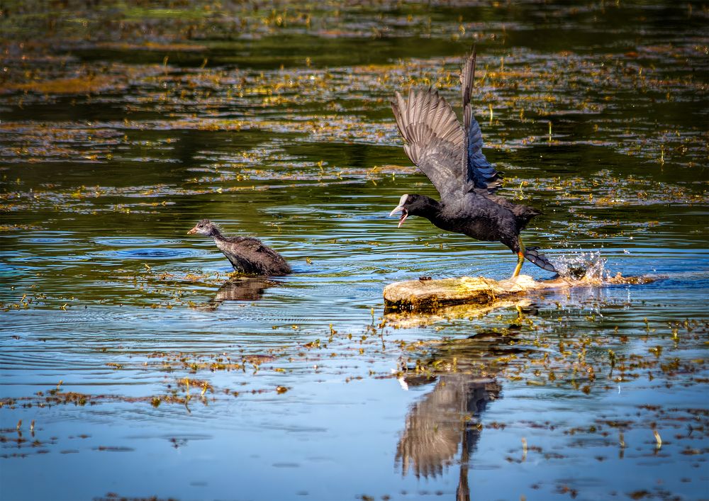 Photograph by Владимир Кваша