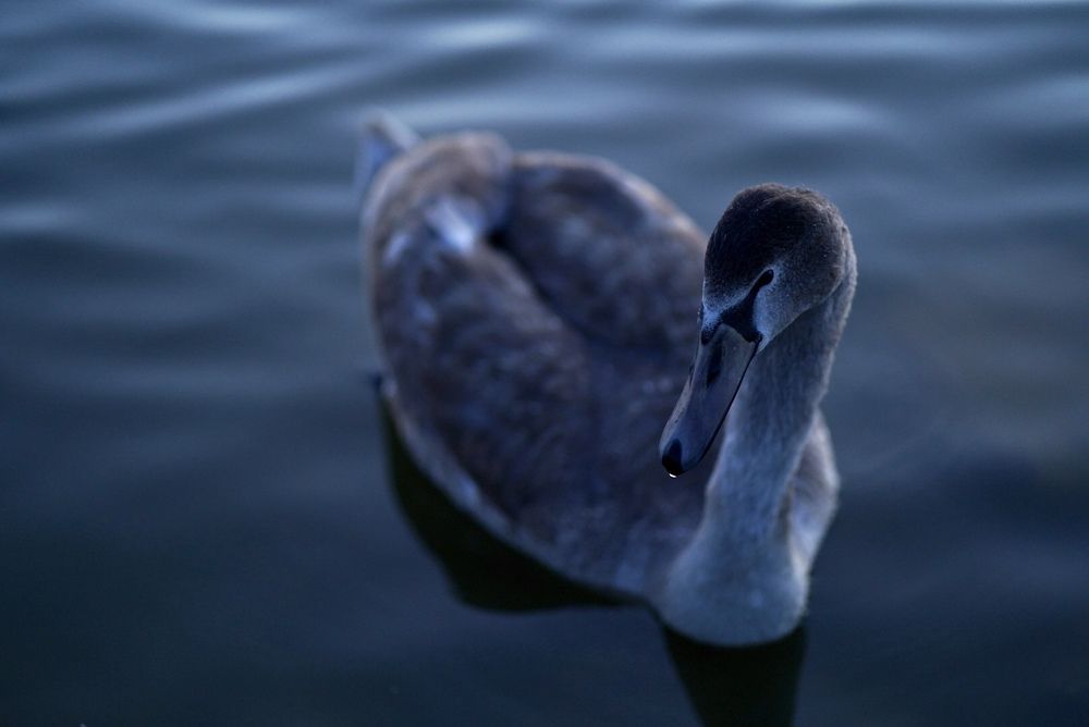 Photograph by Ольга Глазунова