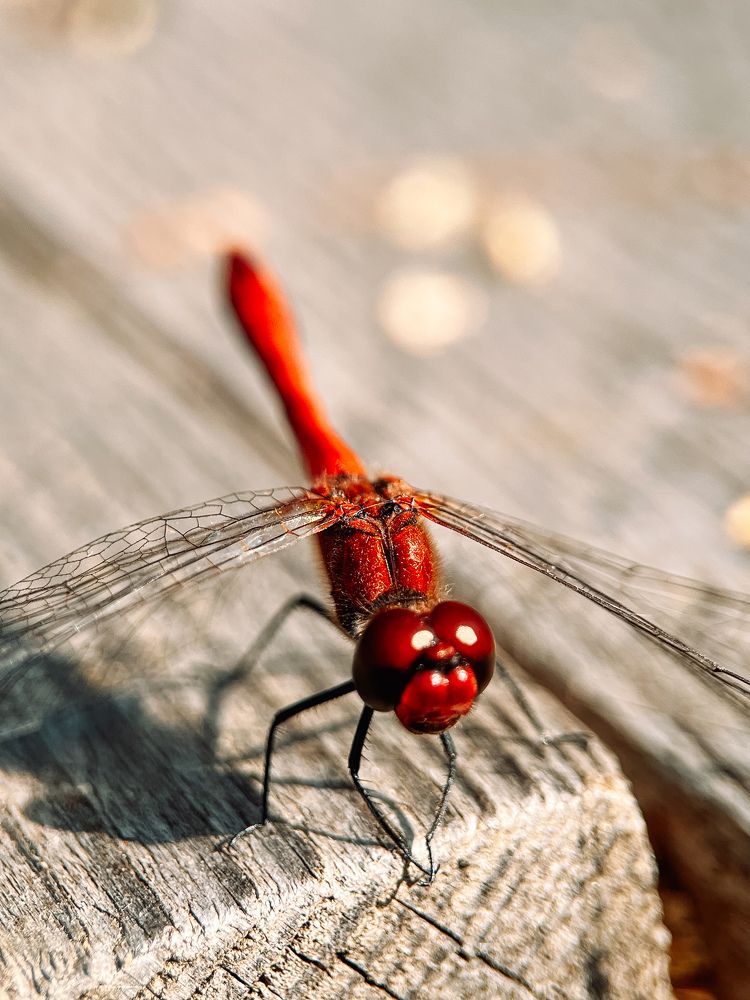 Photograph by Екатерина Валиуллина