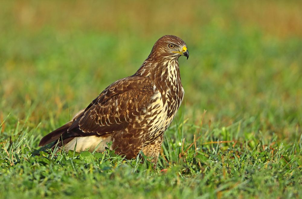 Фотография автора Гусар Александр