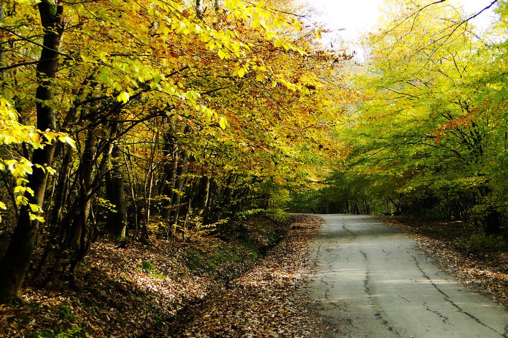 Photograph by reza haghjooy