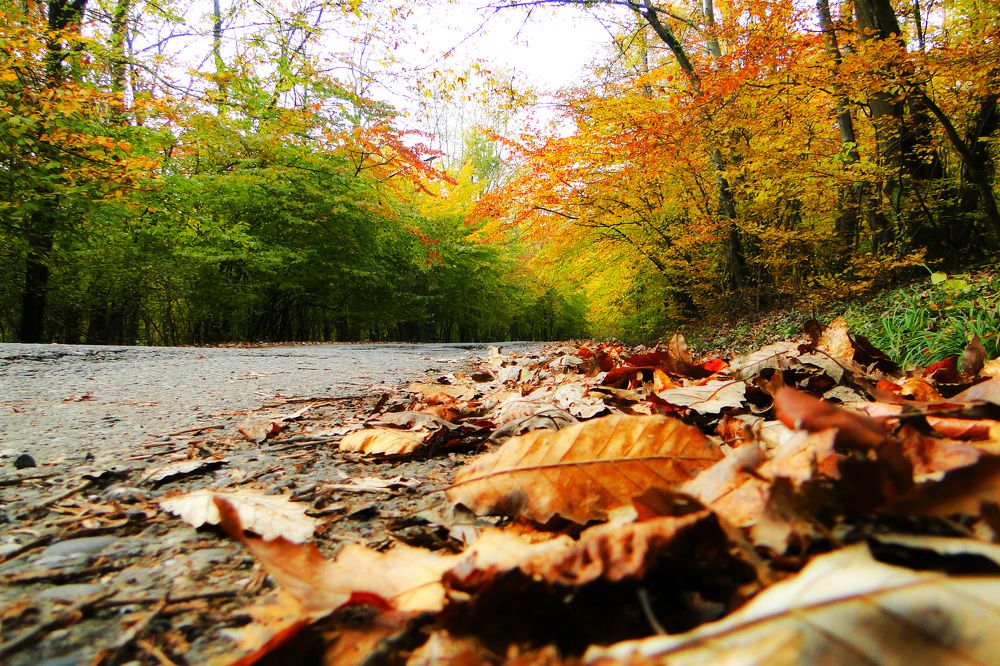 Photograph by reza haghjooy