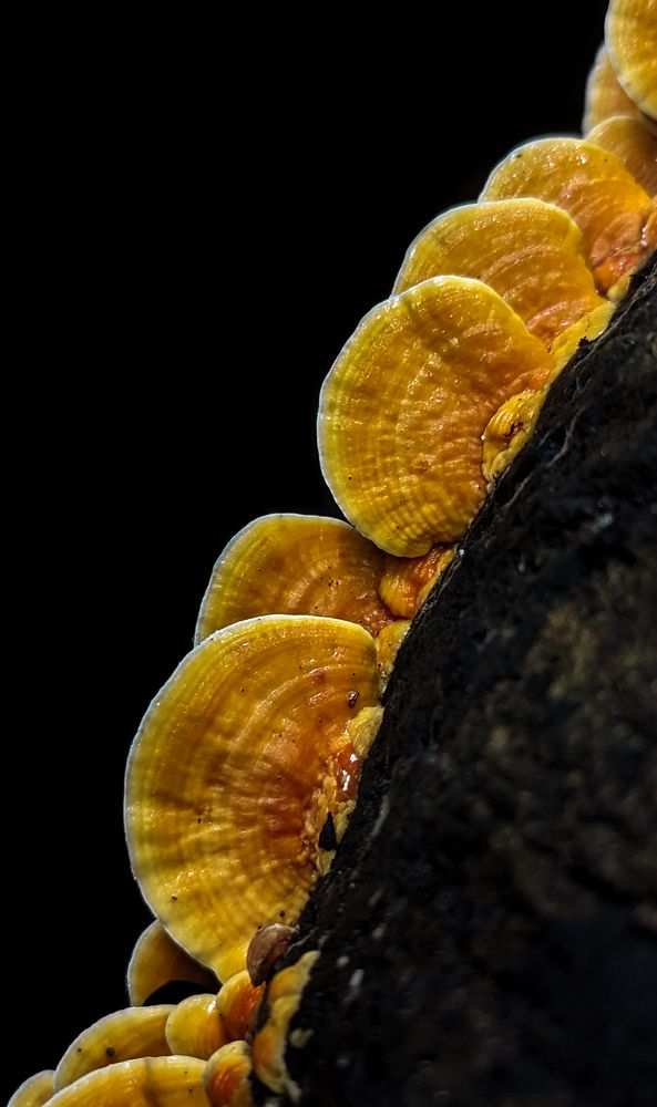 mashroom