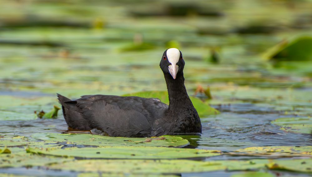 Фотография автора Aлексей Игнатьев