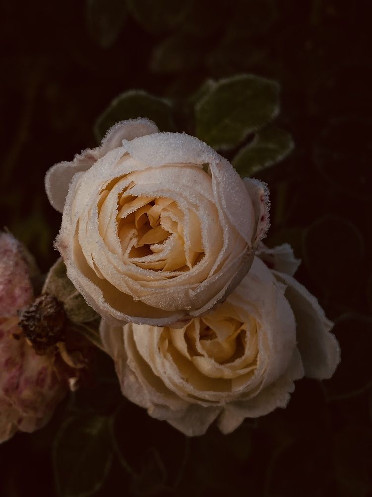 Первые заморозки