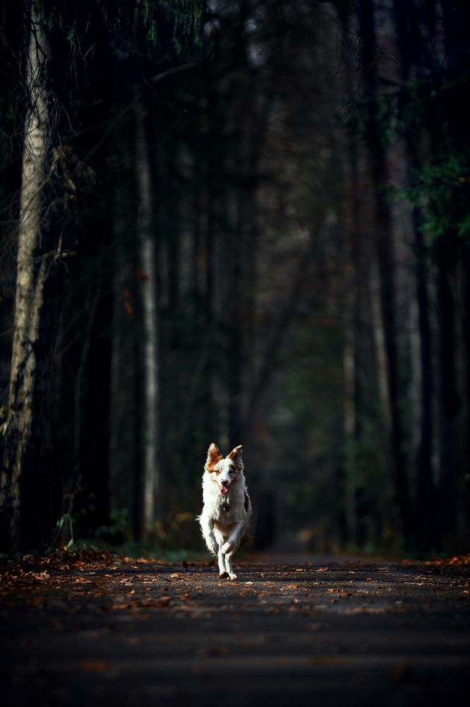 Фотография автора Вострецов Иван