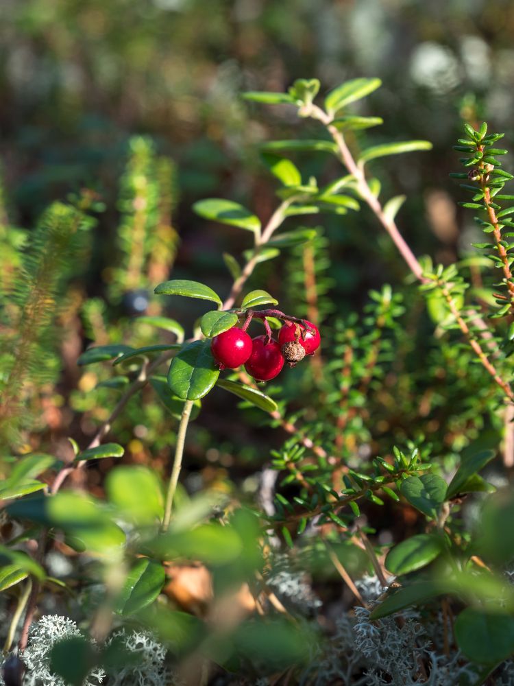 Photograph by Шейко Анна