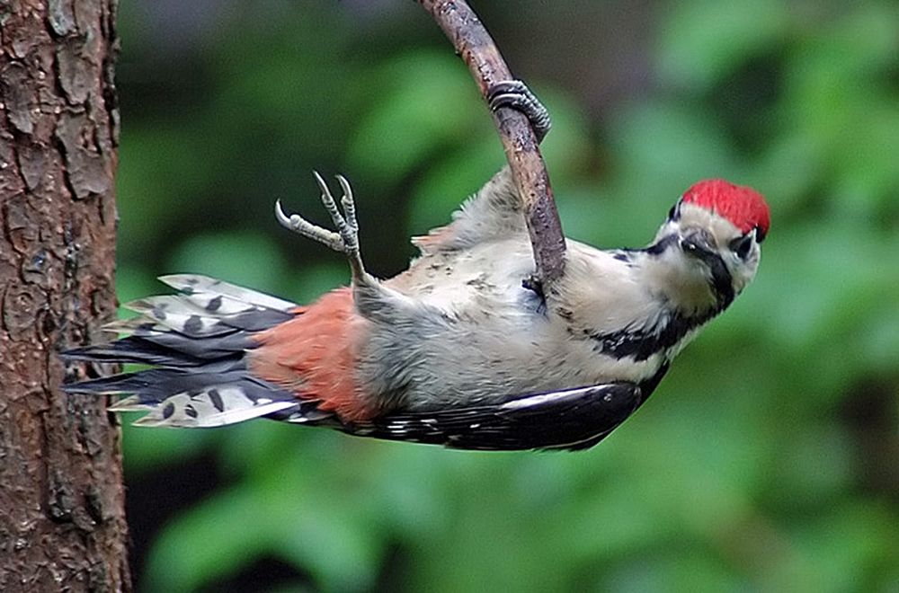 Photograph by Ольга Дядченко