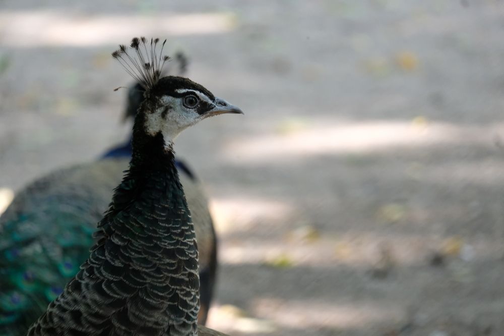 Photograph by Валентина Парфёнова