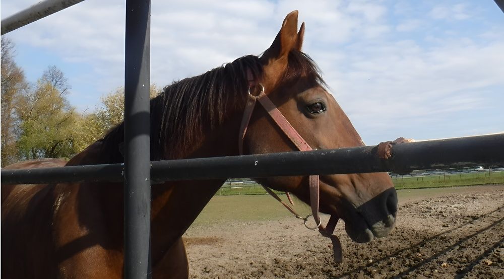 Photograph by Елена Сухорученкова