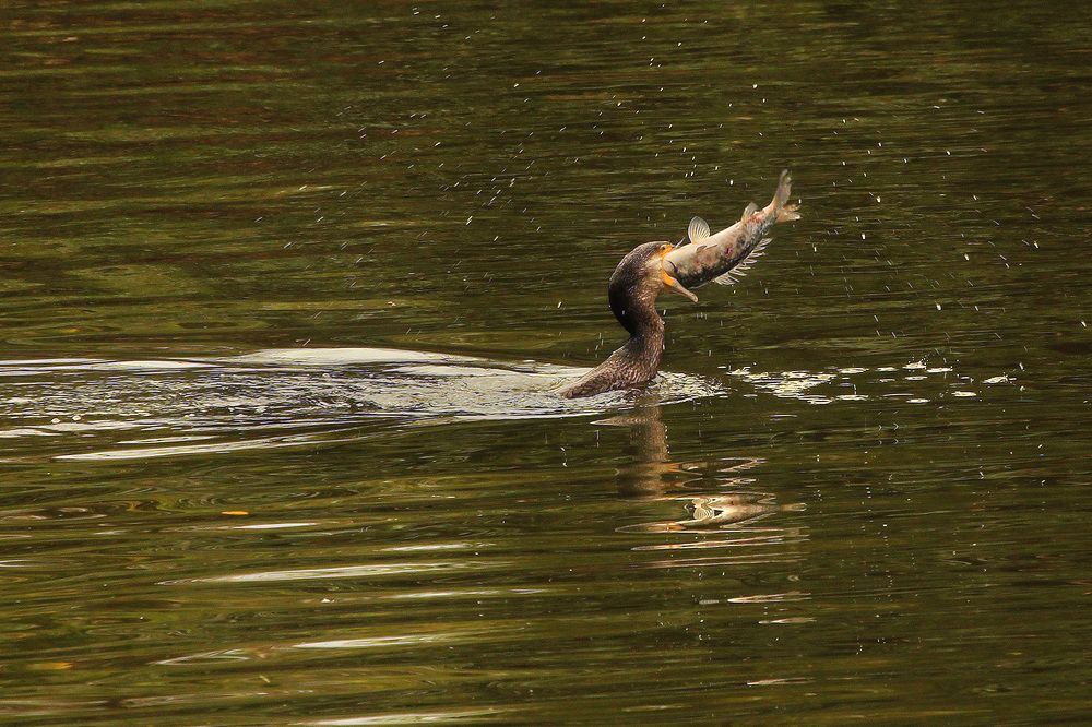 Photograph by hasan sorena jouri