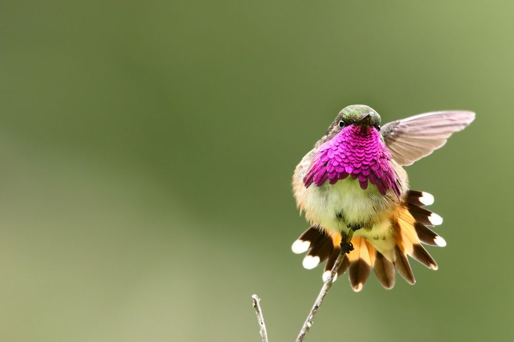 Photograph by Omar Carax