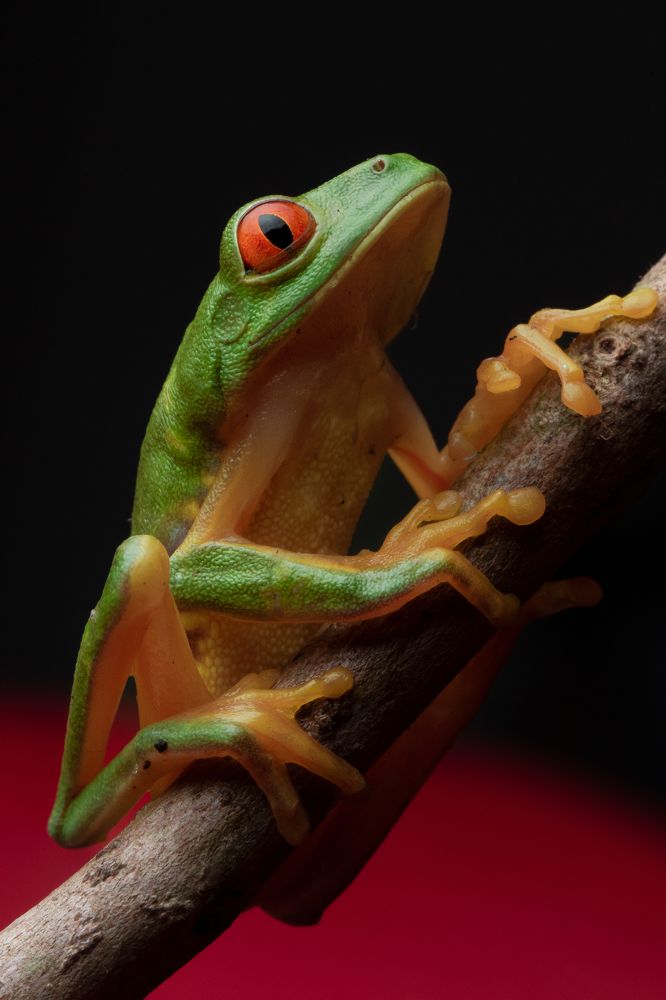 Photograph by Omar Carax