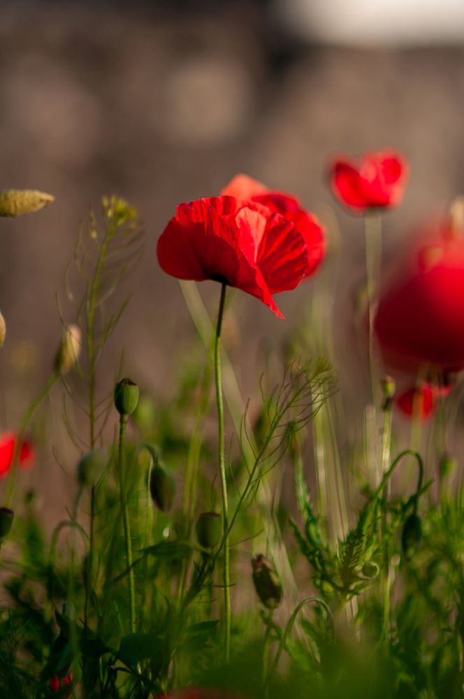 Photograph by Ольга Кудина