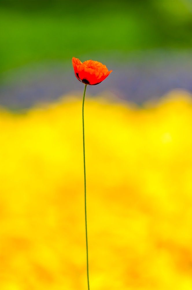 Photograph by Ольга Кудина