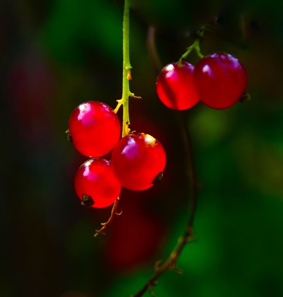 Фотография автора Альбина Хвастунова