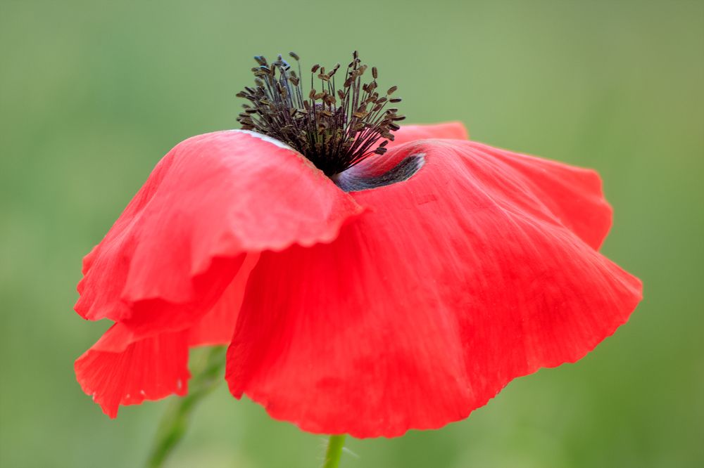 Photograph by Awad hyaitek