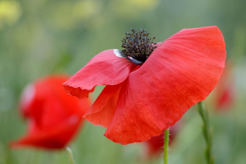 Photograph by Awad hyaitek