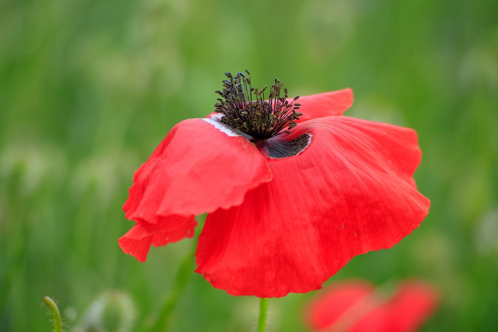 Photograph by Awad hyaitek