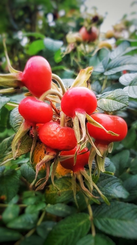 Фотография автора Алёна Михайлова