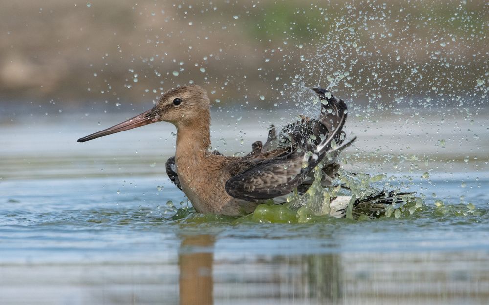 Фотография автора Татьяна Ливеровская