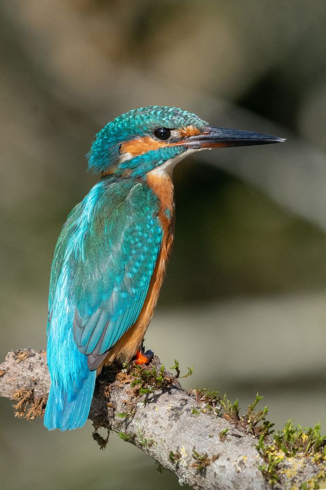 Фотография автора Татьяна Ливеровская