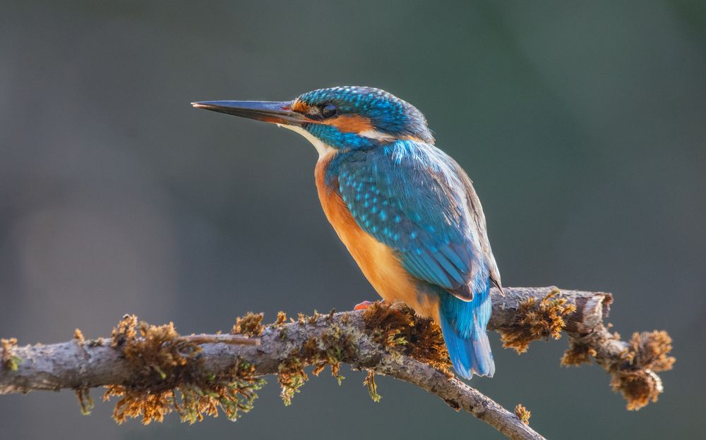 Фотография автора Татьяна Ливеровская