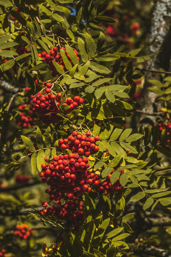 Photograph by Галчонок Ахмерова