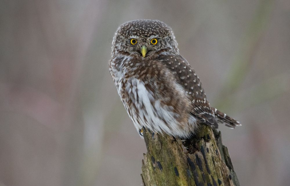 Фотография автора Татьяна Ливеровская