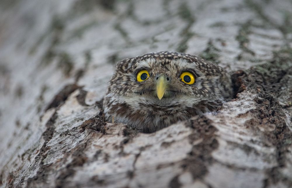 Фотография автора Татьяна Ливеровская