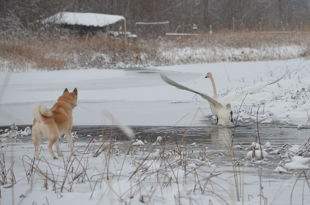 Photograph by Галина Катанова