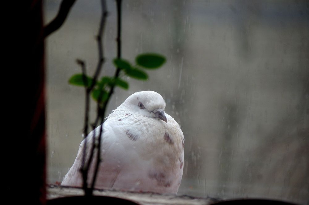 Photograph by Светлана Герасимчук