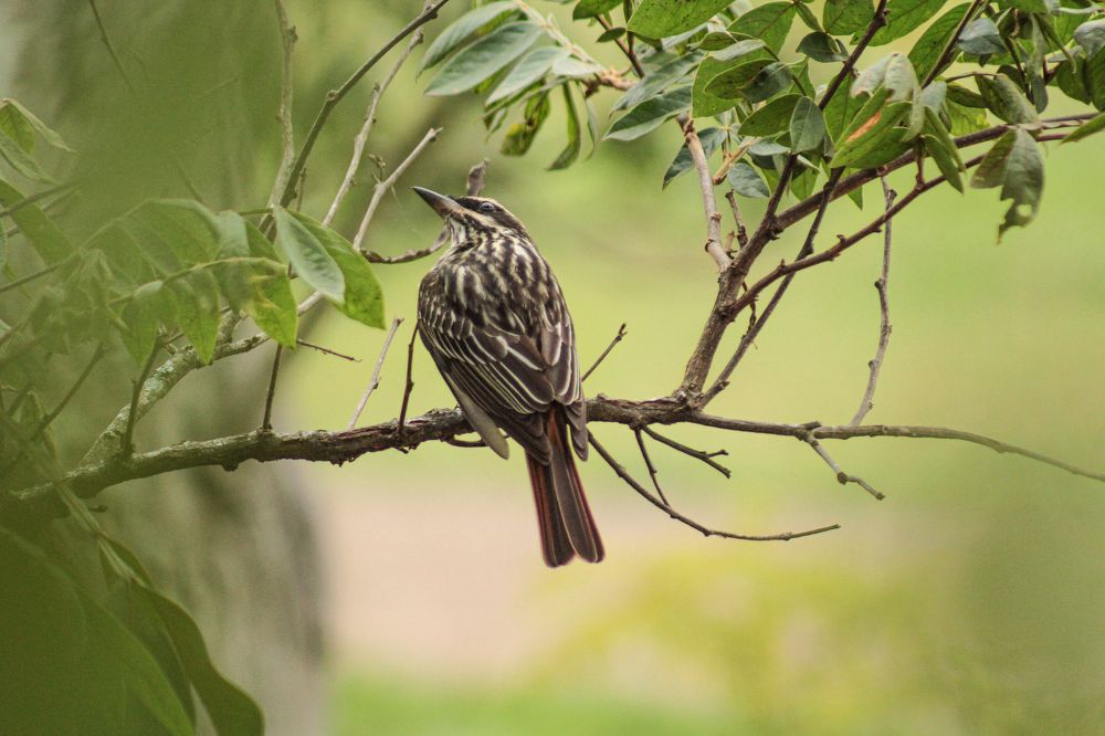 Photograph by Ricardo Venerando