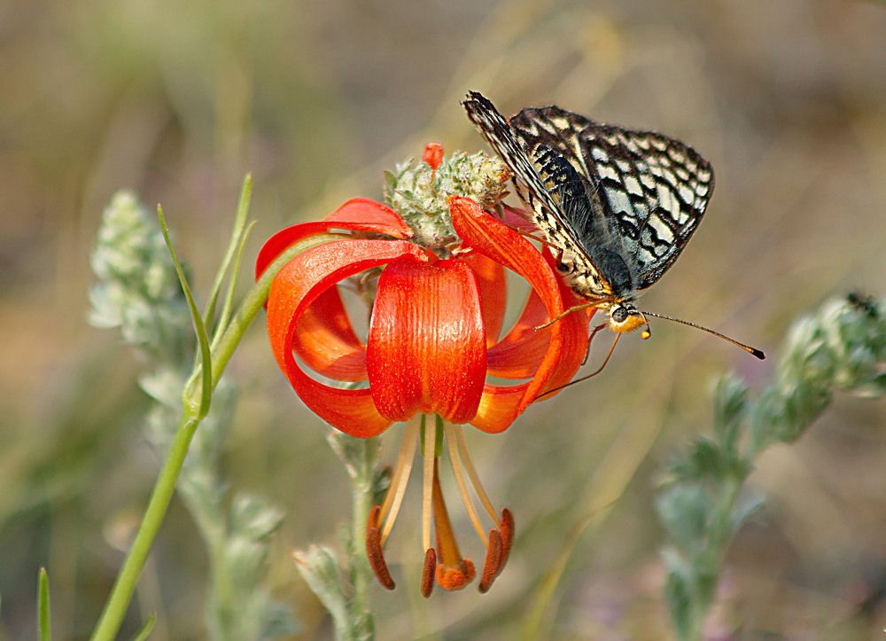 Photograph by Koledova Irina