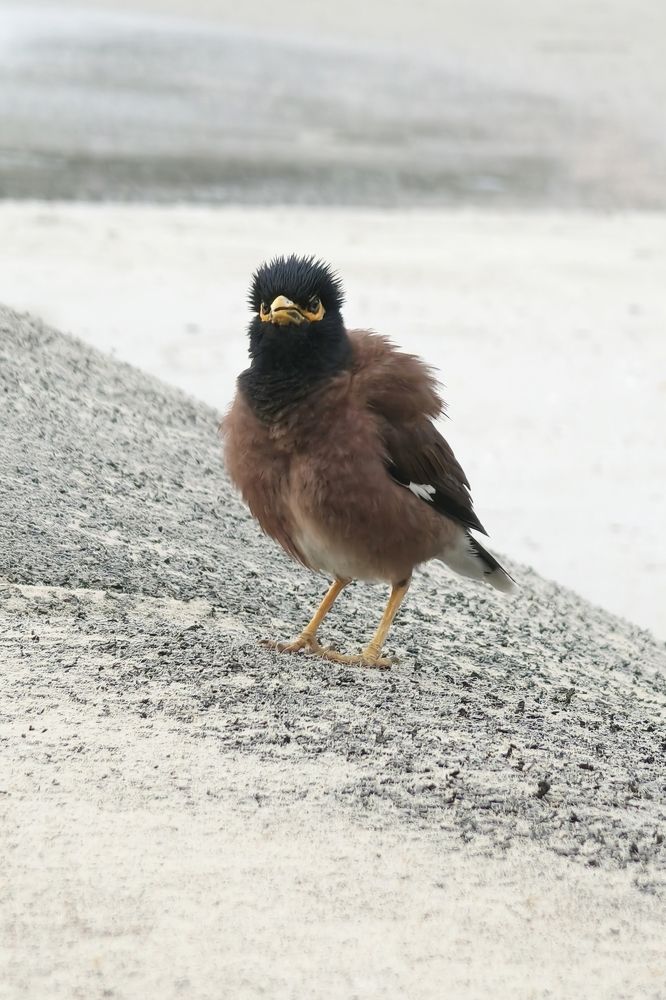 Фотография автора Светлана Зимина