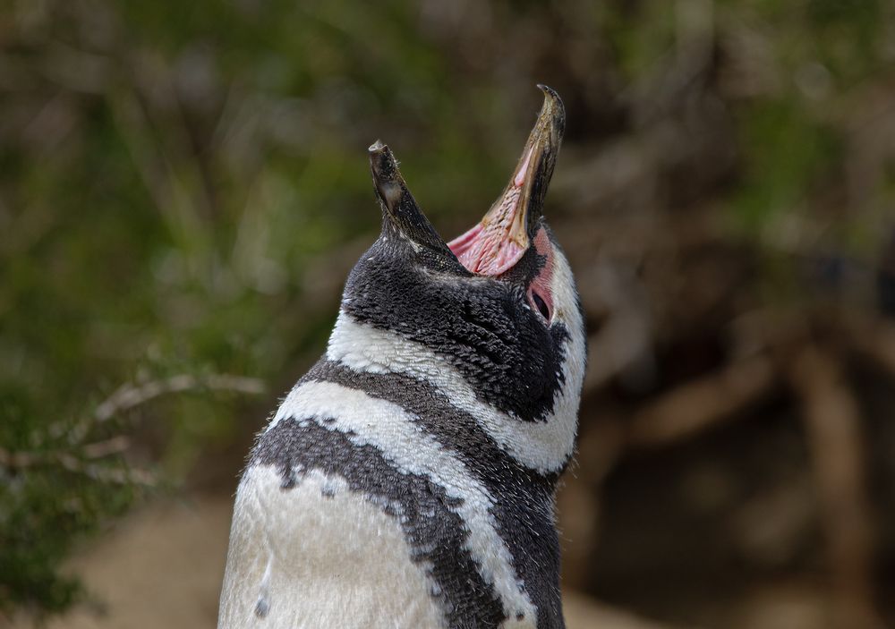 Фотография автора Marina Martorelli