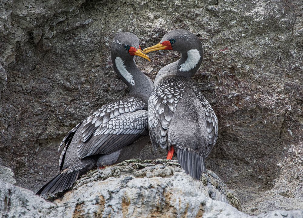 Фотография автора Marina Martorelli