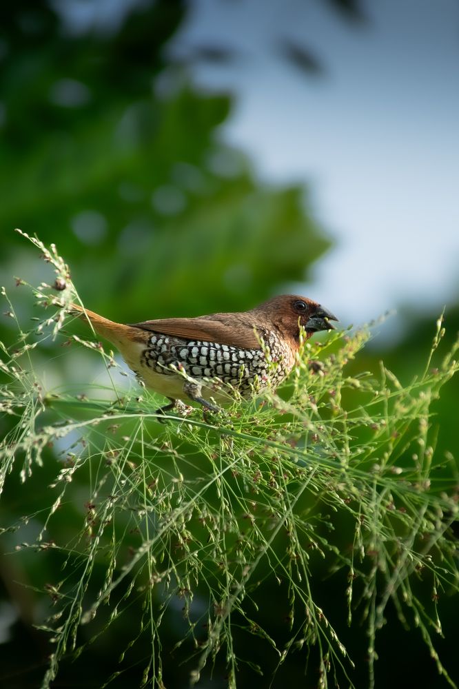 Photograph by Tharindu Gunarathna
