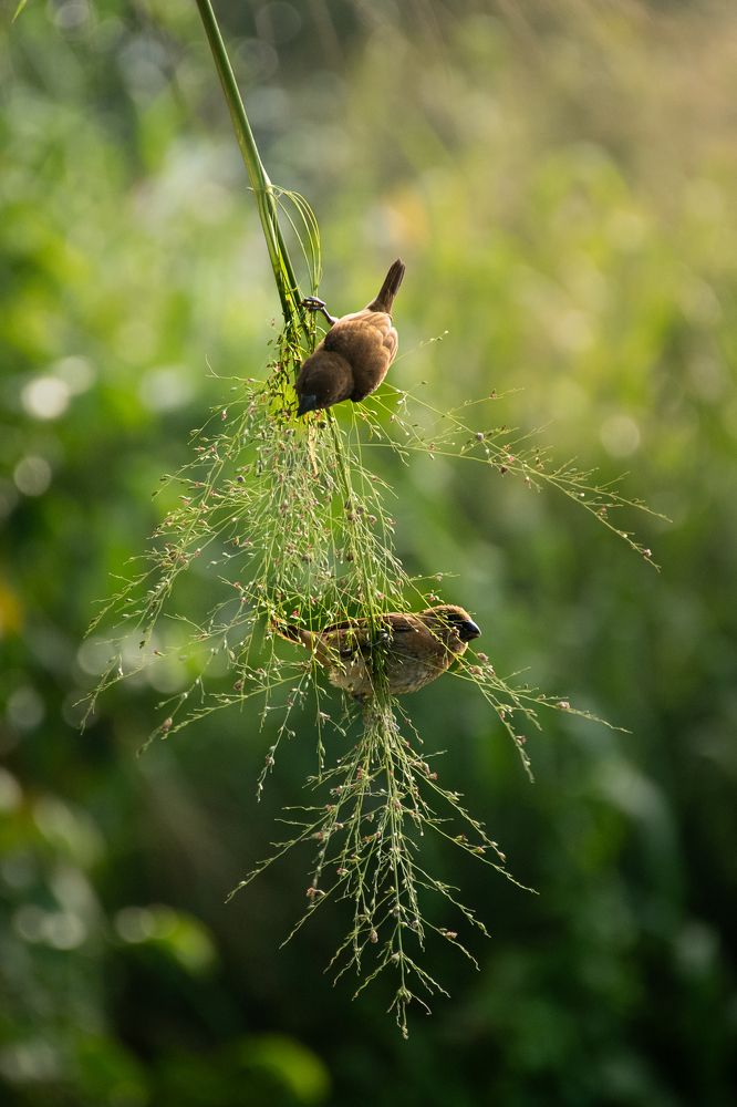 Photograph by Tharindu Gunarathna