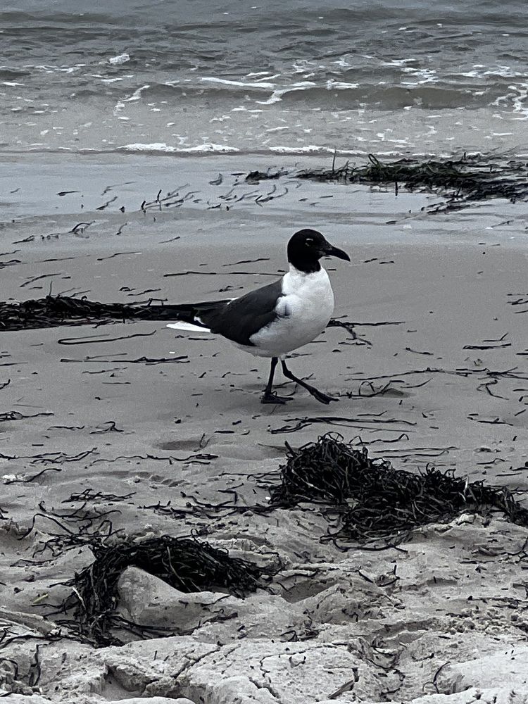 Photograph by Can O. Gunay