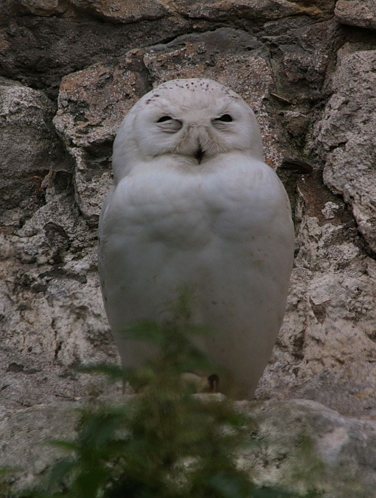 Фотография автора АЛЕКСАНДР ЦЫГЕЛЬНЮК