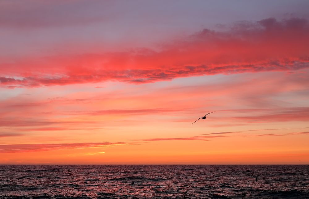 закат и чайка