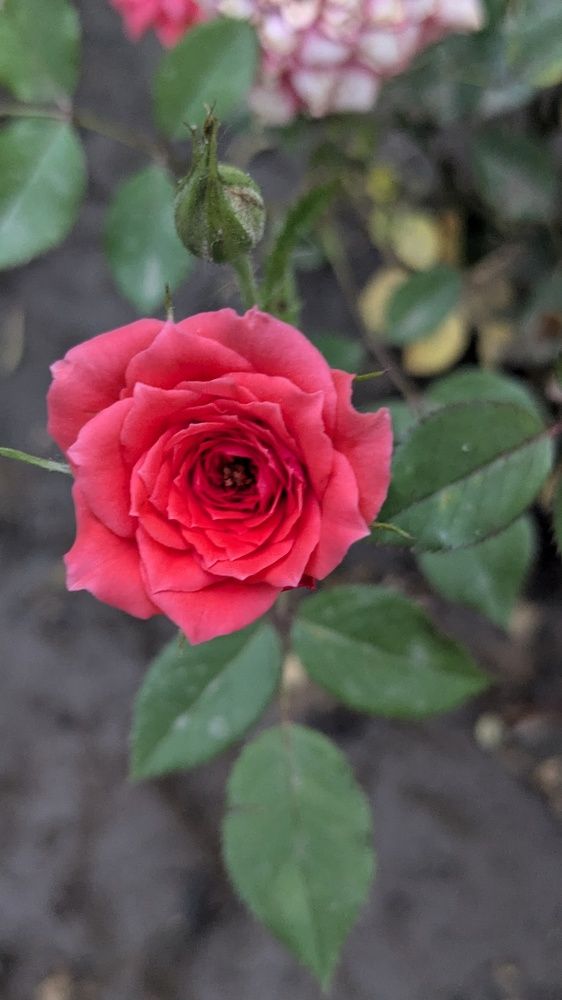 Photograph by Lilit Petrosyan