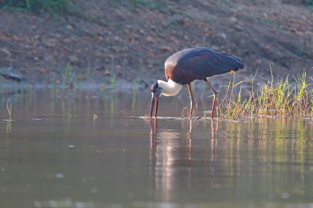 Photograph by Quazi Ahmed Hussain Sanjeed