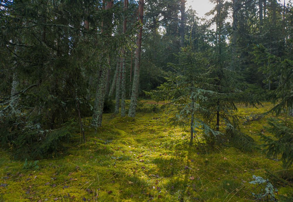 Фотография автора Михаил Швайко